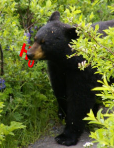 Black Bear Eating a null hyopothesis