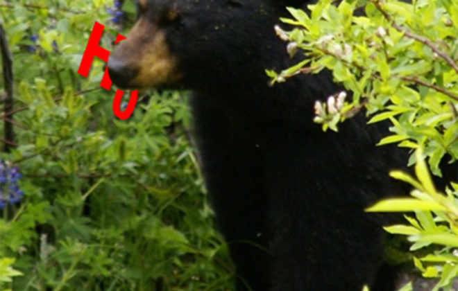 Black Bear Eating a null hyopothesis